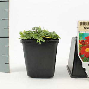 Tanacetum (C) 'Robinson's Red' GM P9