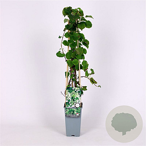 Hydrangea anomala petiolaris 70 cm 2,0L