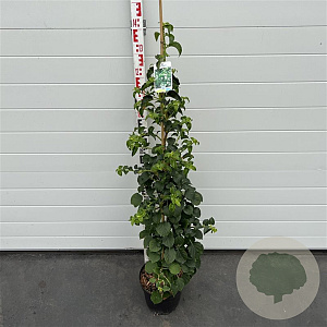 Hydrangea anomala petiolaris 100-125 cm 7,5L