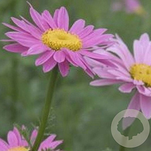 Tanacetum (C) 'Robinson's Rose' GM P9