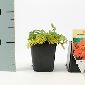 Tanacetum (C) 'Robinson's Rose' GM P9