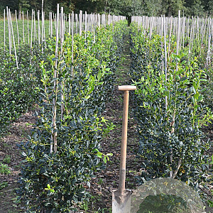 Ilex 'Nellie R. Stevens' 80-100 cm met kluit