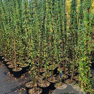 Jasminum nudiflorum 150-175 cm 5,0L