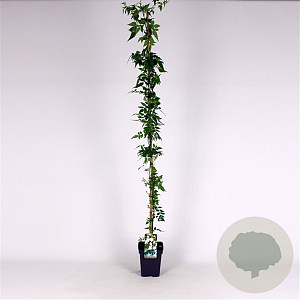 Jasminum officinale 150-175 cm 5,0L