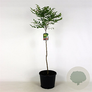 Koelreuteria paniculata 100-125 cm 7,5L