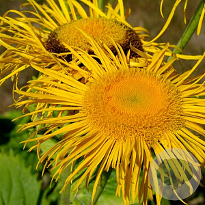 Telekia speciosa GM P9