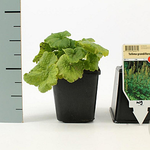 Tellima grandiflora GM P9