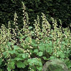 Tellima grandiflora GM P9