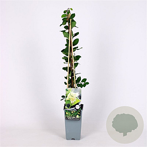 Lonicera c. 'Duet' 70 cm 2,0L