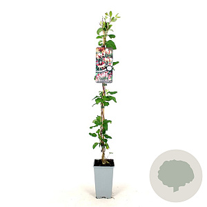Lonicera periclymenum 80-100 cm 2,5L