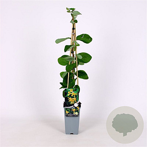 Lonicera tellmanniana 70 cm 2,0L