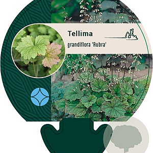 Tellima grandiflora 'Rubra' GM P9