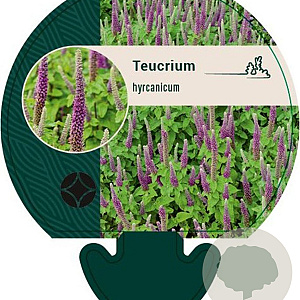 Teucrium hyrcanicum GM P9