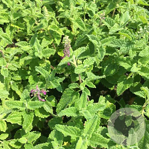 Teucrium hyrcanicum GM P9