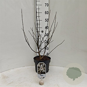 Magnolia kobus 50-60 cm 5,0L