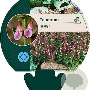 Teucrium lucidrys GM P9