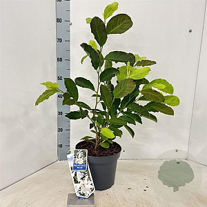 Magnolia loebneri 'Merrill' 50-60 cm 5,0L