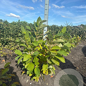 Magnolia sieboldii 100-125 cm met kluit