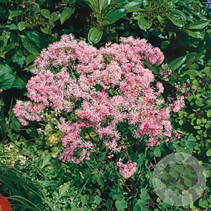 Thalictrum aquilegifolium GM P9