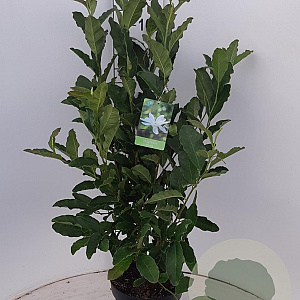 Magnolia stellata 60-80 cm 7,5L