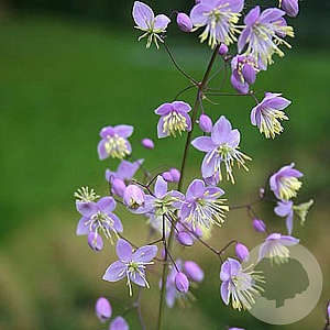 Thalictrum delavayi GM P9