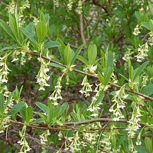 Oemleria cerasiformis GM C3