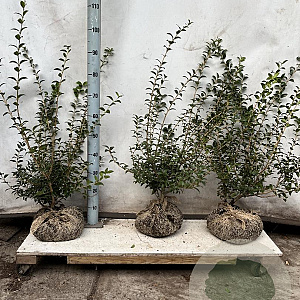 Osmanthus burkwoodii 50-60 cm met kluit
