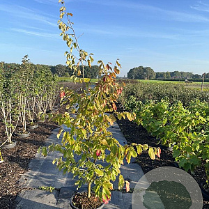 Parrotia persica 150-175 cm 12L