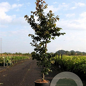Parrotia persica 175-200 cm 12L