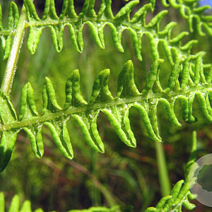 Thelypteris palustris GM P9