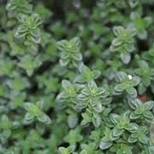 Thymus citriodorus GM P9