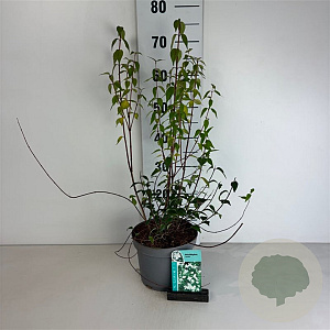 Philadelphus 'Lemoinei' 50-60 cm 35L