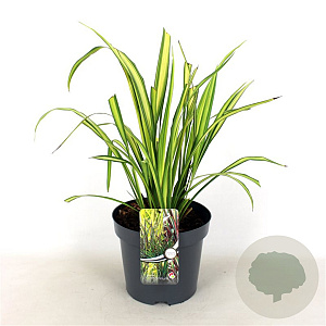 Phormium 'Gold Sword' 50-60 cm 7,5L