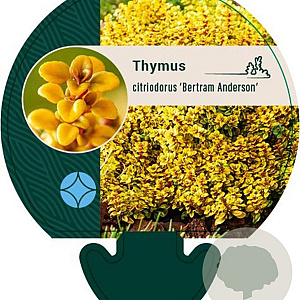 Thymus citriod. 'Bertram Anderson' GM P9
