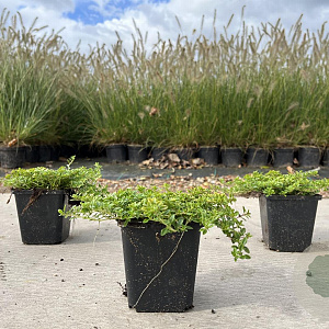 Thymus citriod. 'Bertram Anderson' GM P9