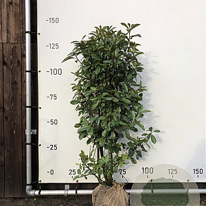 Photinia fraseri 'Red Robin' 120-140 cm met kluit