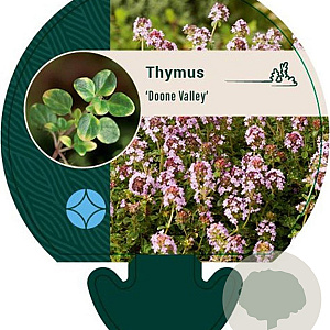 Thymus 'Doone Valley' GM P9