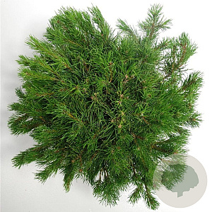 Pinus mugo pumilio 50-60 cm 12L
