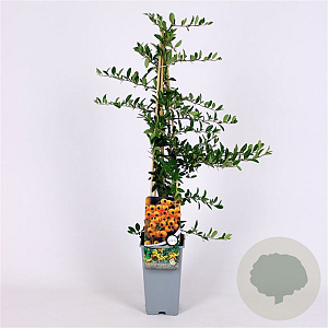 Pyracantha 'Soleil d'Or' 70 cm 2,0L