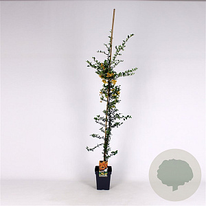 Pyracantha 'Soleil d'Or' 150-175 cm 5,0L