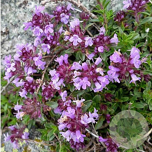 Thymus praecox GM P9