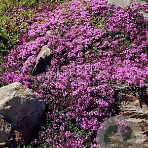 Thymus praecox GM P9