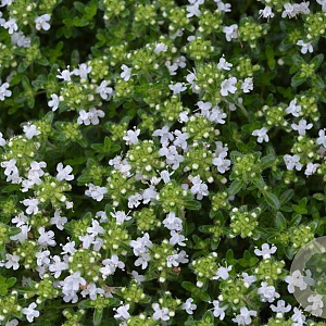 Thymus praecox 'Albiflorus' GM P9