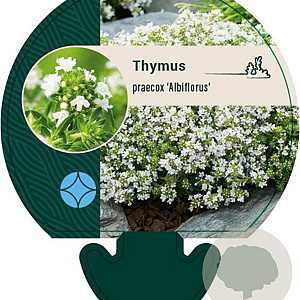 Thymus praecox 'Albiflorus' GM P9