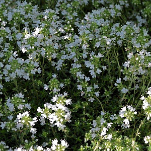 Thymus praecox 'Albiflorus' GM P9