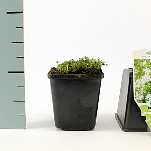 Thymus praecox 'Albiflorus' GM P9