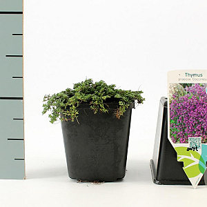 Thymus praecox 'Coccineus' GM P9