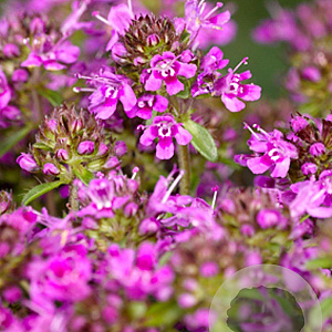 Thymus praecox 'Coccineus' GM P9