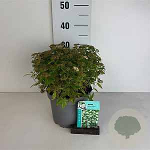 Spiraea jap. 'Albiflora' 25-30 cm 3,5L