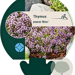Thymus praecox 'Minor' GM P9